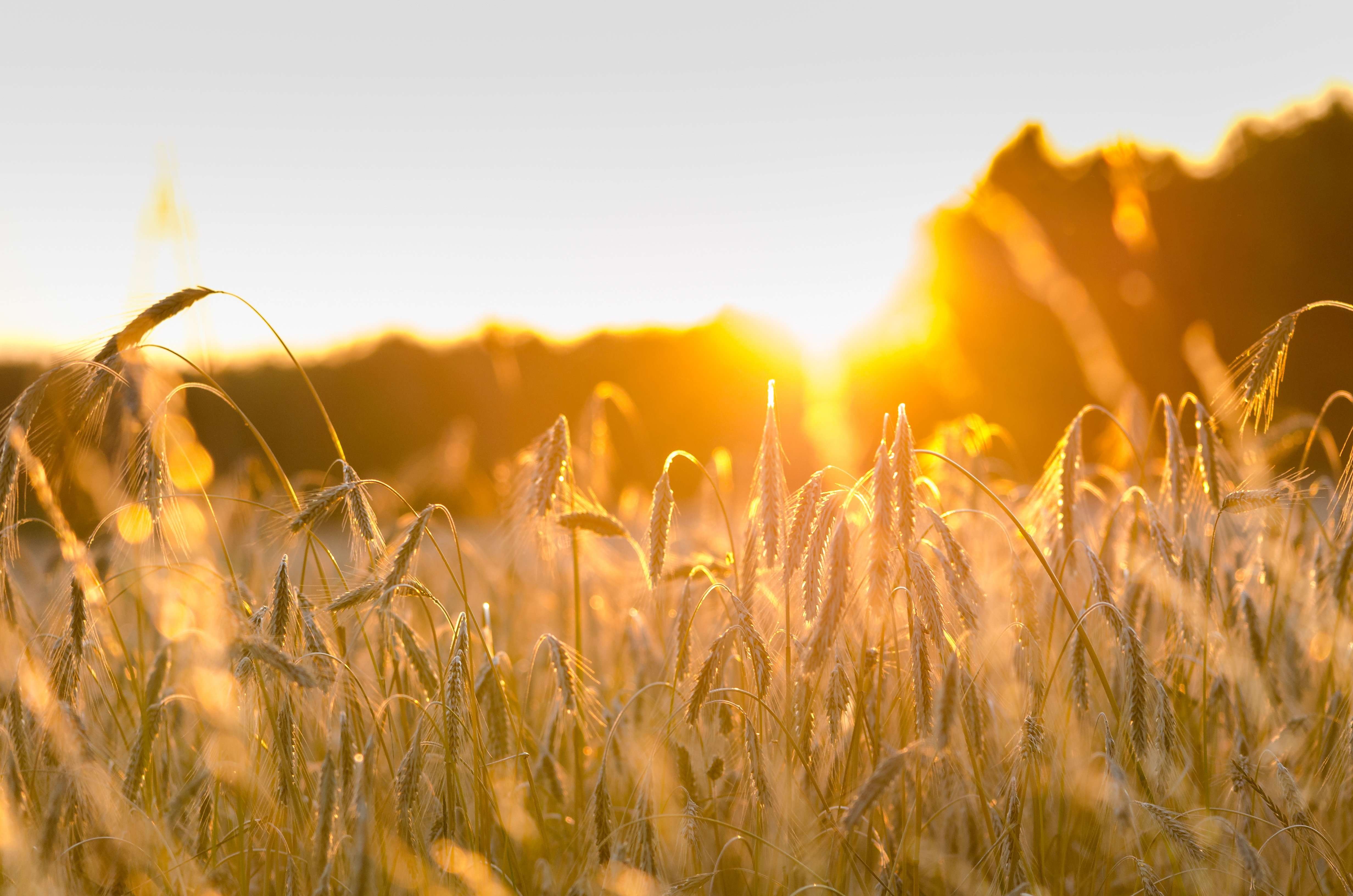 Alertă de caniculă: Meteorologii prognozează temperaturi de +33°C  - agroexpert.md