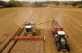 Аналитики ожидают самый низкий урожай пшеницы в ЕС за последние 6 лет - agroexpert.md