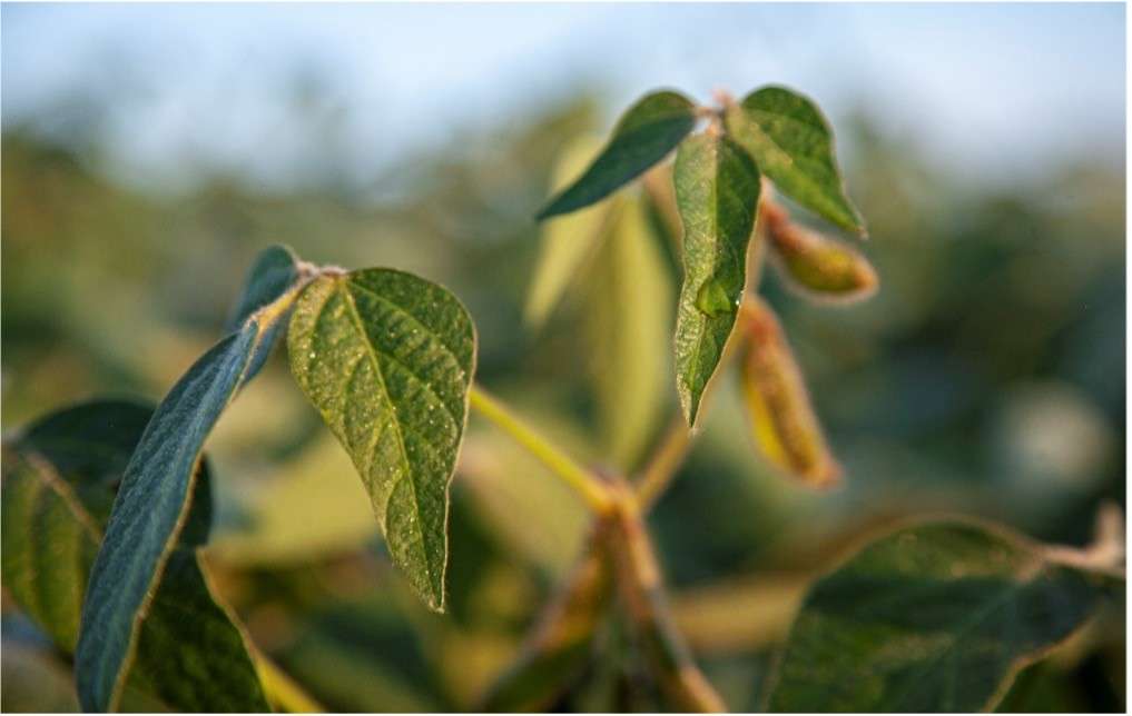 Strategii pentru adaptarea culturii de soia la schimbărilor climatice  - agroexpert.md