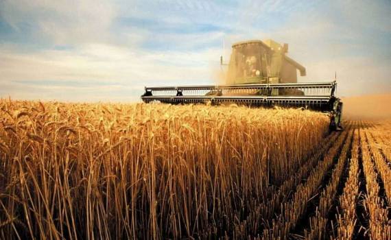 USDA повысило прогноз производства пшеницы в Украине на 2 млн т - agroexpert.md