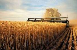 USDA повысило прогноз производства пшеницы в Украине на 2 млн т - agroexpert.md