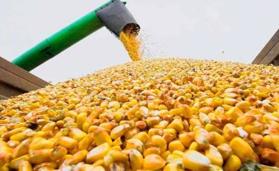 USDA прогнозирует сокращение урожая кукурузы в ЕС как минимум на 1 млн тонн - agroexpert.md