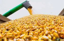 USDA прогнозирует сокращение урожая кукурузы в ЕС как минимум на 1 млн тонн - agroexpert.md