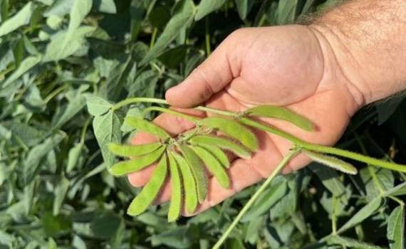 В США установлен новый рекорд по урожайности сои 14,6 т/га в 2024 году - agroexpert.md