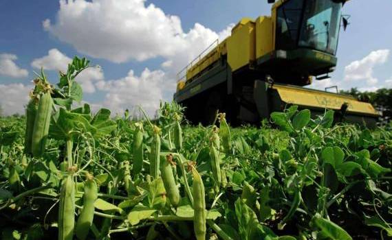 Аналитический отчет по экспорту с/х продукции «Горох» - agroexpert.md