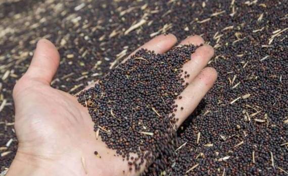 Запрет на экспорт рапса из РФ будет заменен экспортной пошлиной - agroexpert.md