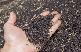 Запрет на экспорт рапса из РФ будет заменен экспортной пошлиной - agroexpert.md