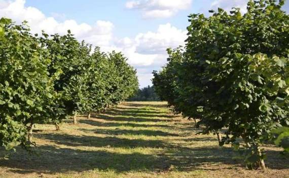 Сколько стоит и что следует знать желающим заложить фундуковый сад - agroexpert.md