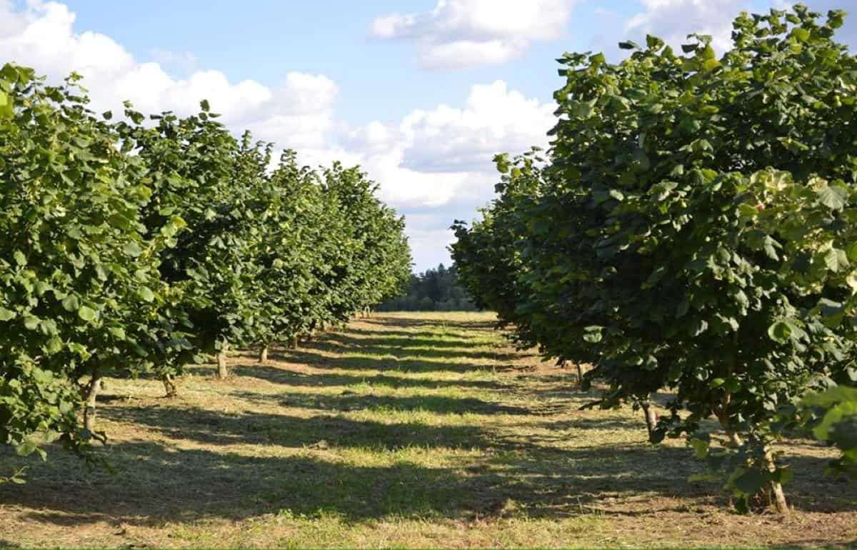 Сколько стоит и что следует знать желающим заложить фундуковый сад - agroexpert.md