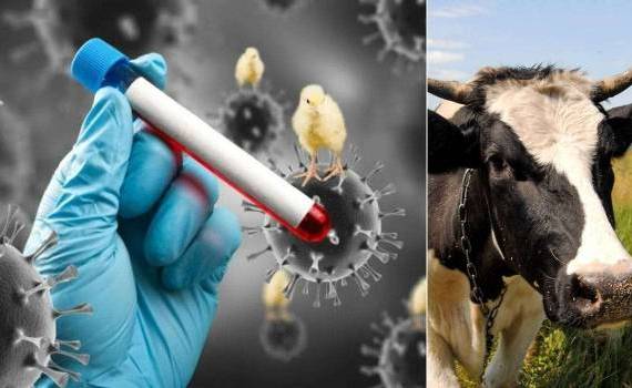 Около 20% молочных продуктов в США заражены птичьим гриппом - agroexpert.md