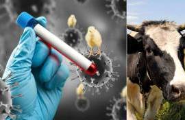 Около 20% молочных продуктов в США заражены птичьим гриппом - agroexpert.md