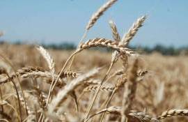 Германия ожидает худший с 2018 года урожай зерна, виновата не только погода - agroexpert.md