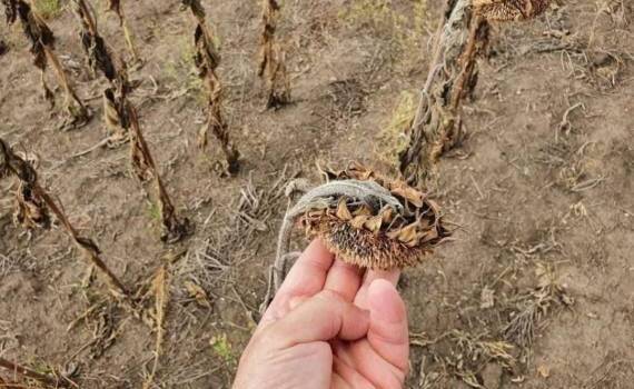 Засуха в Сербии принесет в этом году чрезвычайно высокие убытки фермерам - agroexpert.md