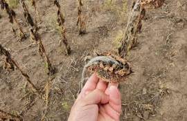 Засуха в Сербии принесет в этом году чрезвычайно высокие убытки фермерам - agroexpert.md