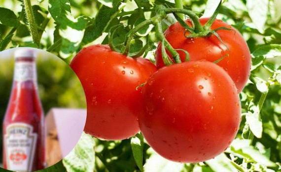 Жара угрожает томатам компании Heinz - agroexpert.md