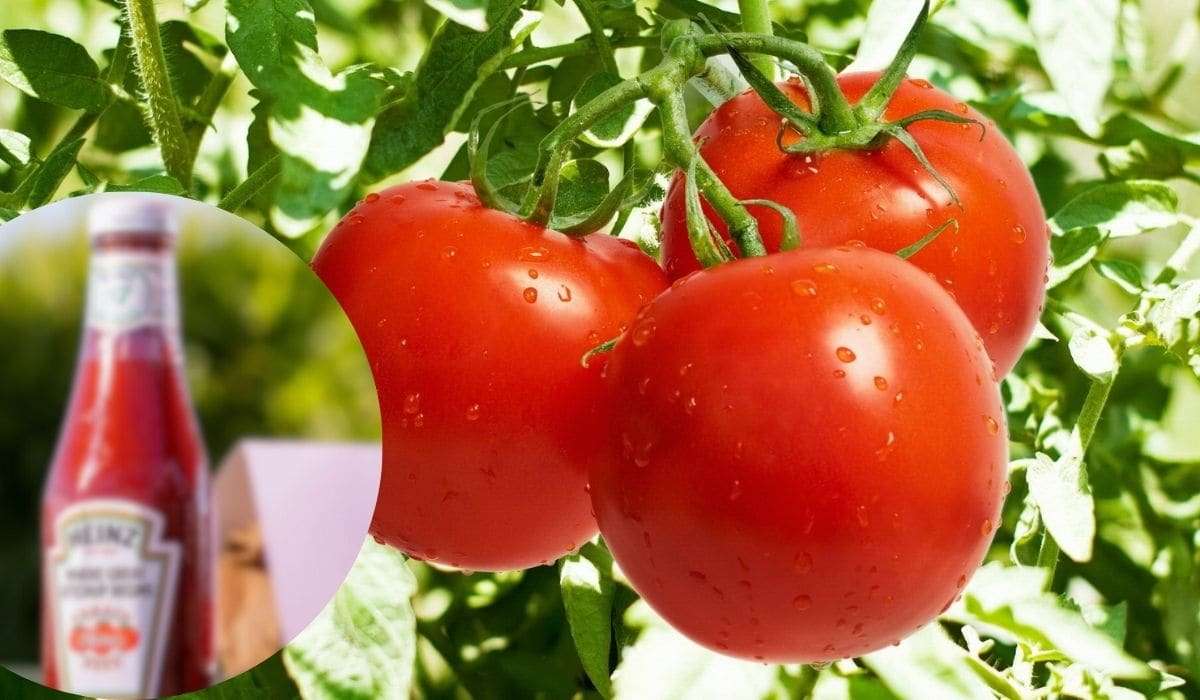 Жара угрожает томатам компании Heinz - agroexpert.md