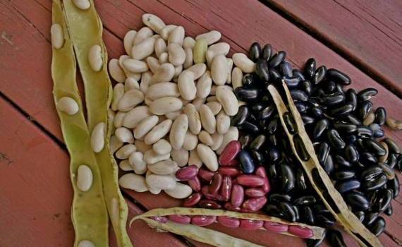 Аналитический отчет по экспорту импорту с/х продукции «Фасоль» - agroexpert.md
