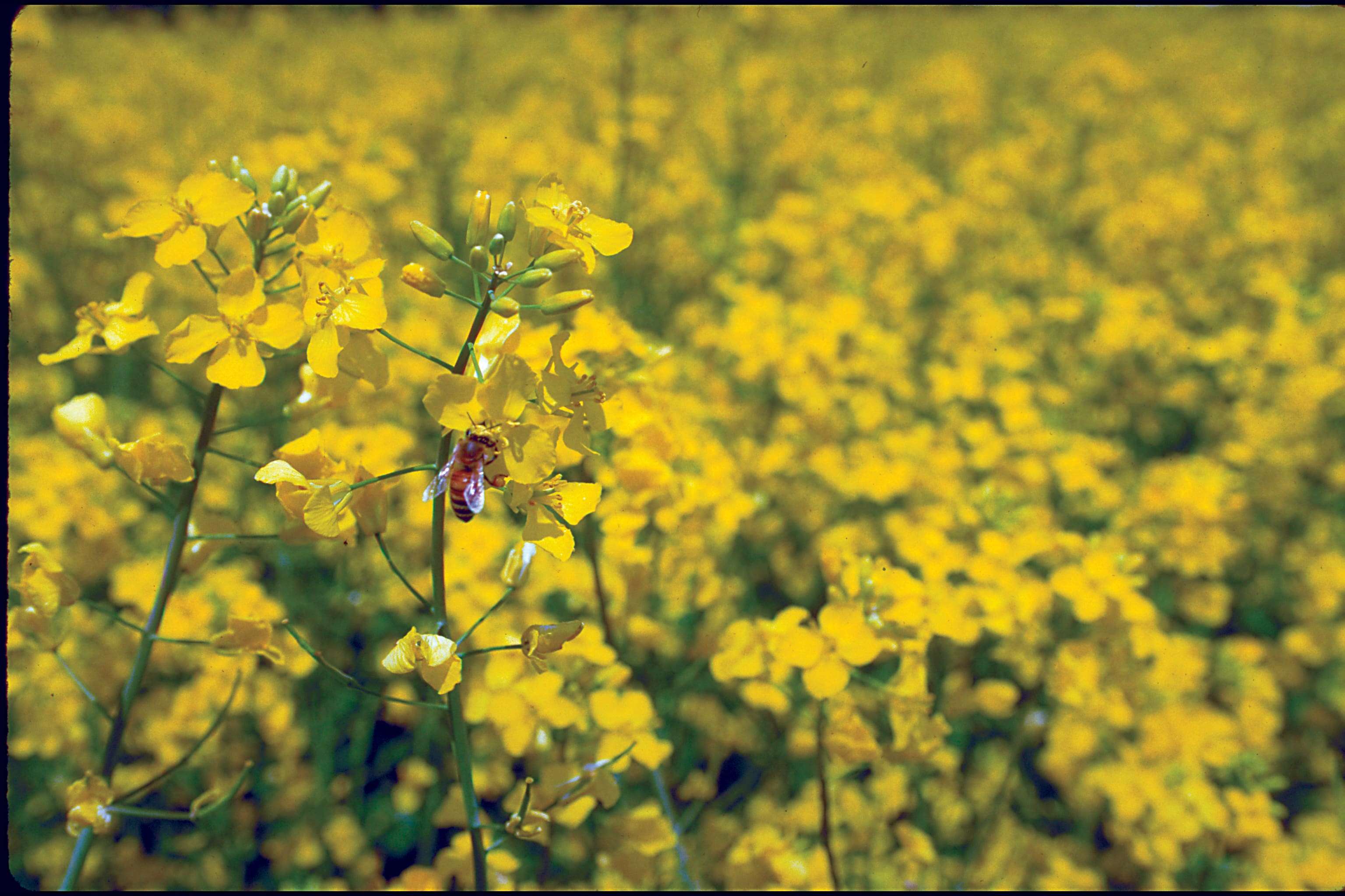 Soluții pentru fermieri în creșterea biodiversității agricole - agroexpert.md