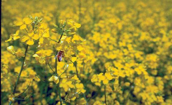 Soluții pentru fermieri în creșterea biodiversității agricole - agroexpert.md