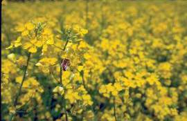 Soluții pentru fermieri în creșterea biodiversității agricole - agroexpert.md