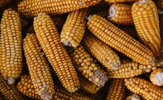 В этом году в Румынии ожидается снижение урожая кукурузы на 30% - agroexpert.md