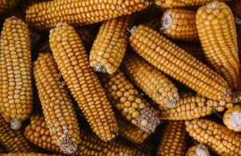 В этом году в Румынии ожидается снижение урожая кукурузы на 30% - agroexpert.md