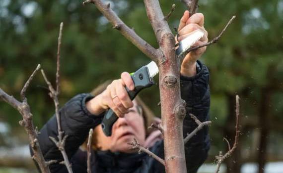 Pomii fructiferi, după ce îi plantăm în toamnă, este bine să ne asigurăm că au forța necesară să treacă peste iarnă. Totuși, specialiștii ne recomandă ca imediat după plantare, fie după cea de primăvară sau de toamnă, să aplicăm o serie de tăieri.  De ce s