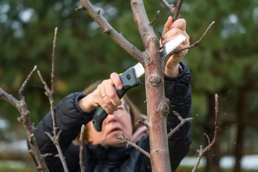 Pomii fructiferi, după ce îi plantăm în toamnă, este bine să ne asigurăm că au forța necesară să treacă peste iarnă. Totuși, specialiștii ne recomandă ca imediat după plantare, fie după cea de primăvară sau de toamnă, să aplicăm o serie de tăieri.  De ce s