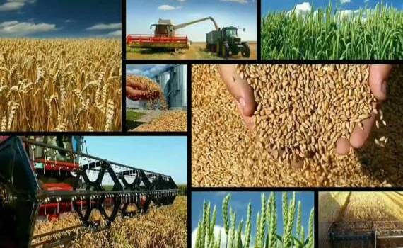 Основную долю в российском агроэкспорте к 2030 году составит зерно - agroexpert.md