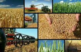 Основную долю в российском агроэкспорте к 2030 году составит зерно - agroexpert.md