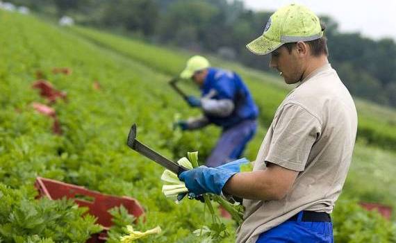 Forța de muncă în agricultură - agroexpert.md