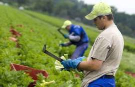 Forța de muncă în agricultură - agroexpert.md