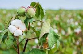 В Украине на опытных полях удалось получить первые коробочки хлопка - agroexpert.md