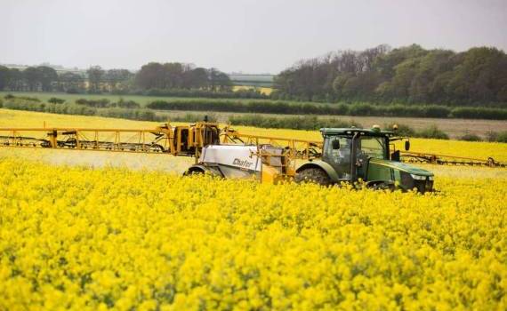 Беларусь увеличила производство рапса в 1,5 раза - agroexpert.md