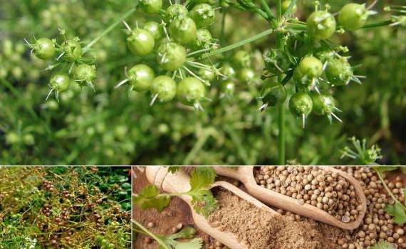 Исключить кориандр из нишевых культур не позволяет его низкий мировой спрос - agroexpert.md