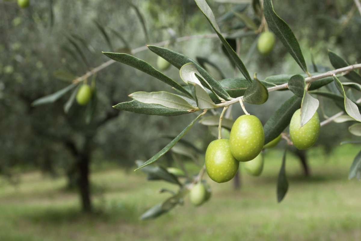 Căldura din Italia are efecte devastatoare asupra culturii măslinelor - agroexpert.md