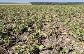 Peste 60% din roada de sfeclă de zahăr este compromisă - agroexpert.md