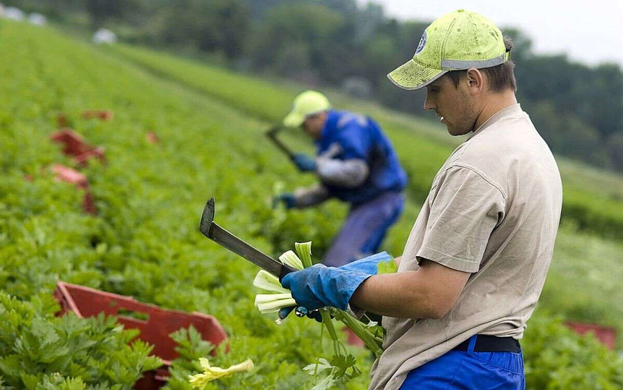 Cele mai mici salarii sunt pentru angajații din domeniul agriculturii - agroexpert.md