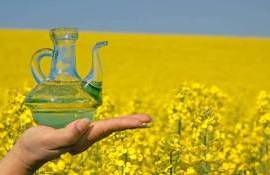 Цены на рапсовое масло резко вырастут по всей Европе - мнение экспертов - agroexpert.md