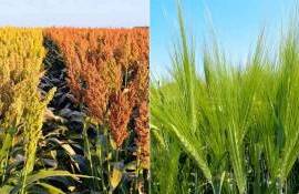 Правительство Китая призвало трейдеров ограничить импорт зерна - agroexpert.md