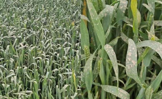 Un nou val de praf deșertic, peste RM - agroexpert.md