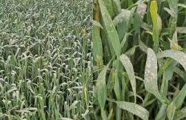 Un nou val de praf deșertic, peste RM - agroexpert.md
