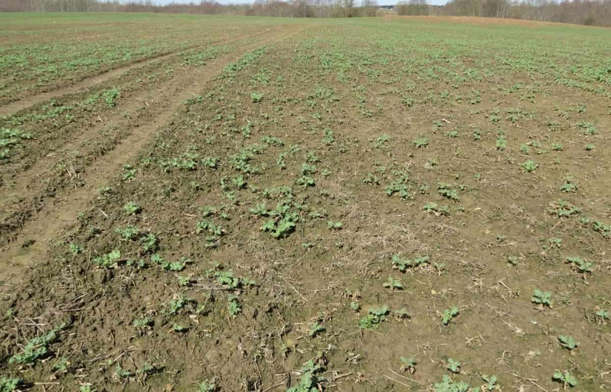 Стоит ли использовать падалицу рапса как сидерат перед посевом зерновых - agroexpert.md