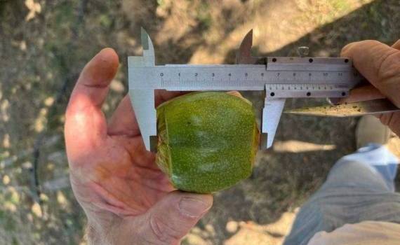 Селекционер из Измаила представил новый сорт крупноплодного ореха - agroexpert.md