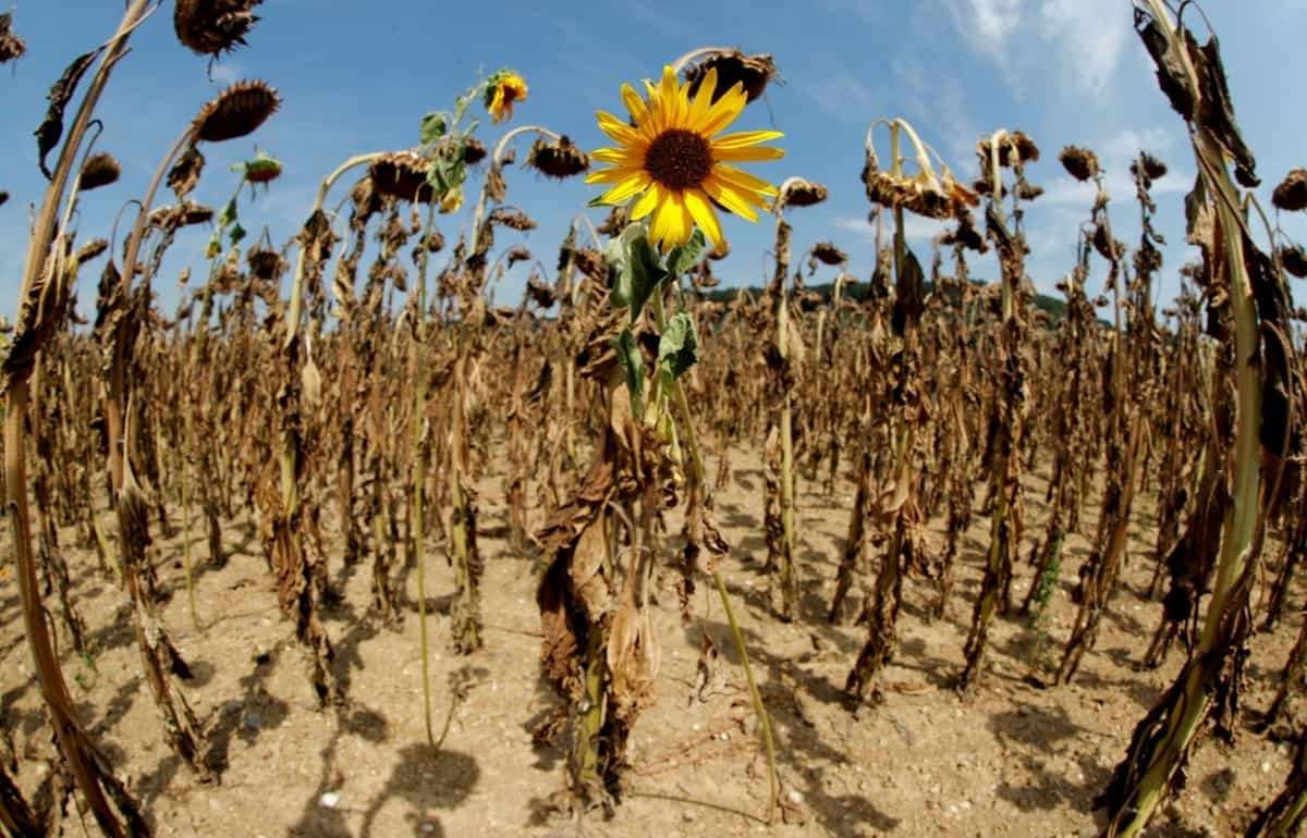 Дефицит осадков во многих странах усилит спекулятивное влияние на цены - agroexpert.md