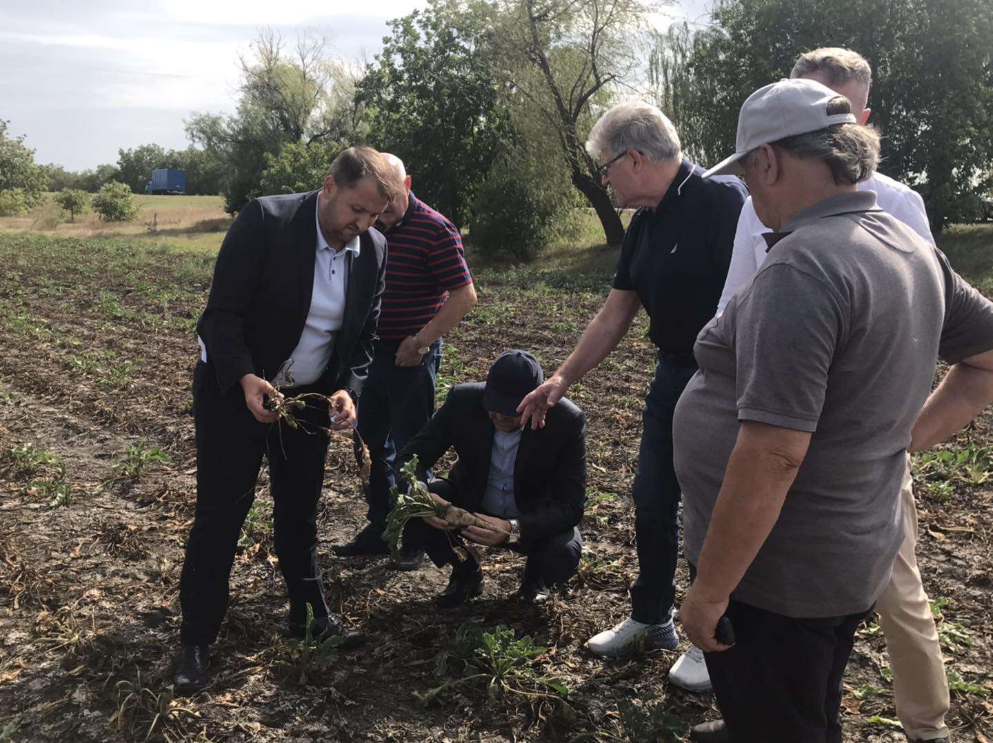 Costurile pentru sfecla de zahăr ajung la 35 de mii de lei per hectar - AGROEXPERT.MD