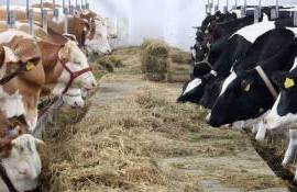 Solicitarea plăților directe pe cap de animal: Se apropie data limită - agroexpert.md