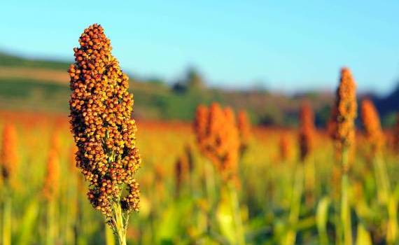 Аналитический отчет по торговле семенным сорго в РМ - agroexpert.md