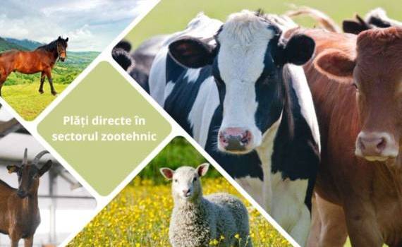 Câte cereri de acordare a plăților directe în zootehnie au fost aprobate - agroexpert.md