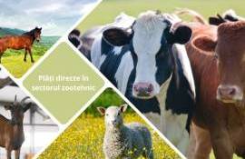 Câte cereri de acordare a plăților directe în zootehnie au fost aprobate - agroexpert.md